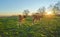 Young calves in the field at sunset