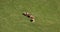 Young Calves Lying In The Grass