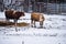 Young calves on snow in winter, Czech republic