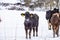 Young calves on snow in winter, Czech republic