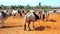 The young calves, zebu cows and buffalos on grounds of the cattle fair in Burma