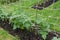 Young calypso bean plants