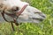 A young camel eating leaves from tree branches.  The concept of exploitation and cruelty to animals