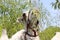 A young camel eating leaves from tree branches and squinting into the frame.