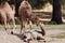 young camel lying on the ground and two adult camels
