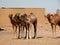 Young camels on camel market in egypt