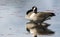 Young Canada Goose reflected in water of Exner Wildlife Preserve in Illinois