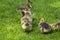 Young Canadian goose chicks on a meadow