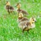 Young Canadian goslings.