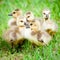 Young Canadian goslings.
