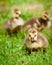 Young Canadian goslings.