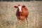 Young Canadian Hereford Dairy Cow