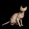 Young canadian sphinx cat on black background