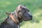 Young Cane Corso dog on the background of a green grass