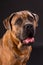 Young cane corso, studio portrait.