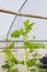 Young cantaloupe melons in GreenHouse