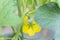 Young cantaloupe melons in GreenHouse