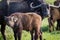 Young cape buffalo calf stands next to mother