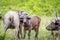 Young Cape buffalo starring at the camera.