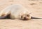 Young Cape Fur Seal at Cape Cross Seal Reserve, Skeleton Coast, Namibia, Africa