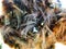 Young Cape Lappet moth caterpillars 5