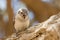 Young Cape Sparrow (Passer melanurus)