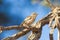 Young Cape Sparrow (Passer melanurus)