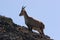 Young capricorn and mountain