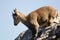 Young capricorn on a rock wall