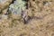 Young Capricorn sits in the dry grass on a beautiful autumn day