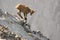 Young capricorn is standing on a rock