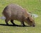Young capybara 1