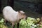 Young capybara