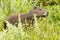 Young Capybara Hydrochaeris hydrochaeris