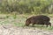Young capybara, hydrochoerus hydrochaeris, in Palmar National Park, Argentina