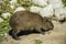 Young Capybara seeking food