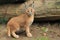 Young caracal