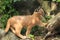 Young caracal