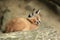 Young caracal