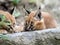 Young Caracal, Caracal Caracal