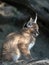 Young Caracal, Caracal caracal,