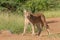 Young Caracal in South Africa