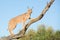 Young Caracal in a tree, South Africa