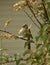 A Young Cardinal Sits on a Tree Limb