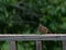 Really young cardinal sitting on the railing of a deck kind of puffed up