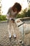 Young careless lady giving water to her pet in park