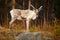 Young caribou (reindeer)