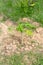 Young Carica papaya trees, herbaceous plant