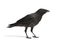 Young Carrion Crow - Corvus corone (3 months)