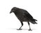 Young Carrion Crow - Corvus corone (3 months)